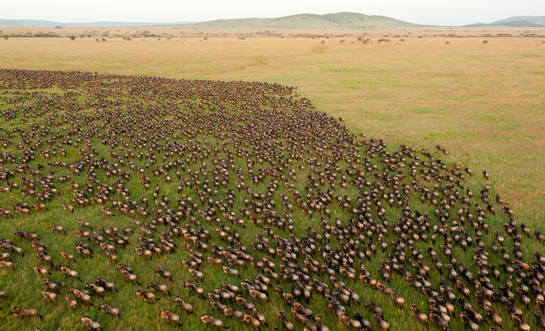 wildebeast_migration